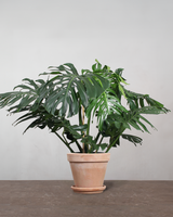 type=Terracotta krukke/color=Terracotta