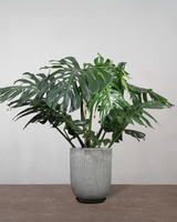 type=Glaseret krukke/color=Grå