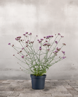 type=Ingen krukke/color=Ingen farve