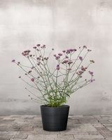 type=Greenify Udendørskrukke/color=Sort