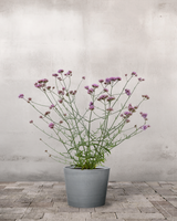 type=Greenify Udendørskrukke/color=Grå