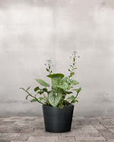 type=Greenify Udendørskrukke/color=Sort