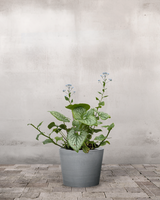 type=Greenify Udendørskrukke/color=Grå