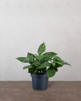 type=Ingen krukke/color=Ingen farve