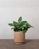 type=Simple krukke/color=Pale Terracotta