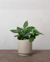 type=Simple krukke/color=Light Sand