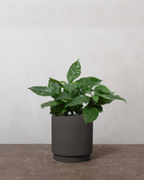 type=Simple krukke/color=Warm Black