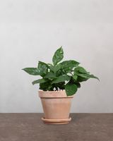 type=Terracotta krukke/color=Terracotta