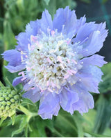 Kaukasisk Skabiose, Scabiosa caucasica 'Perfecta' - 13 cm potte