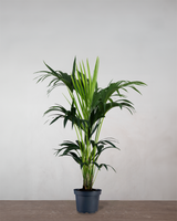 type=Ingen krukke/color=Ingen farve