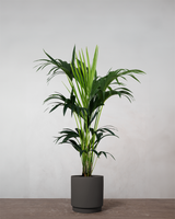 type=Simple krukke/color=Warm Black