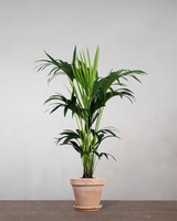 type=Terracotta krukke/color=Terracotta