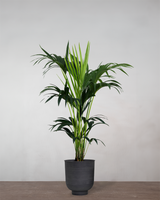 type=Vig krukke/color=Sort