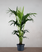 type=Ingen krukke/color=Ingen farve