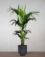 type=Vig krukke/color=Sort