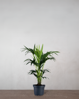 type=Ingen krukke/color=Ingen farve