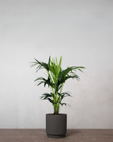 type=Simple krukke/color=Warm Black