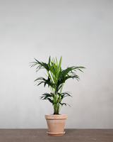 type=Terracotta krukke/color=Terracotta