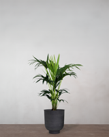 type=Vig krukke/color=Sort