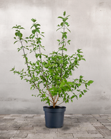 type=Ingen krukke/color=Ingen farve