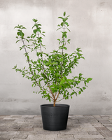 type=Greenify Udendørskrukke/color=Sort