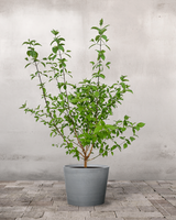 type=Greenify Udendørskrukke/color=Grå