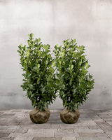 Kirsebærlaurbær ‘Etna’, Topkvalitet Færdighæk