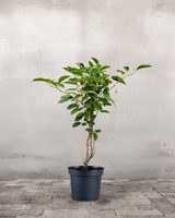 type=Ingen krukke/color=Ingen farve