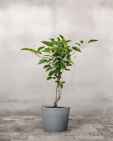 type=Greenify Udendørskrukke/color=Grå