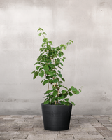 type=Greenify Udendørskrukke/color=Sort