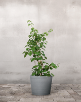 type=Greenify Udendørskrukke/color=Grå