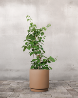 type=Simple krukke/color=Pale Terracotta