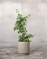 type=Simple krukke/color=Light Sand