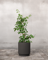 type=Simple krukke/color=Warm Black