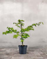 type=Ingen krukke/color=Ingen farve