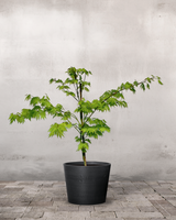 type=Greenify Udendørskrukke/color=Sort