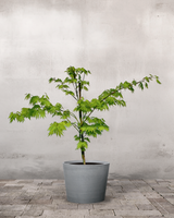 type=Greenify Udendørskrukke/color=Grå