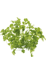 Korriander - 15-25 cm