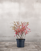 type=Ingen krukke/color=Ingen farve