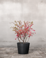 type=Greenify Udendørskrukke/color=Sort