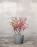 type=Greenify Udendørskrukke/color=Grå