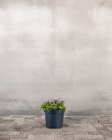 type=Ingen krukke/color=Ingen farve