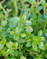 Krydderurtekrukken - Greenify Udendørskrukke