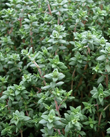 Krydderurtekrukken - Greenify Udendørskrukke