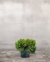 type=Ingen krukke/color=Ingen farve