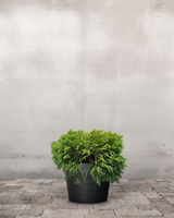 type=Greenify Udendørskrukke/color=Sort