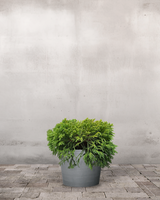 type=Greenify Udendørskrukke/color=Grå