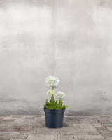 type=Ingen krukke/color=Ingen farve