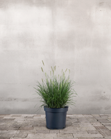 type=Ingen krukke/color=Ingen farve