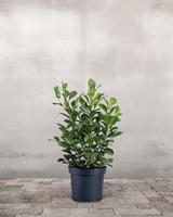 type=Ingen krukke/color=Ingen farve